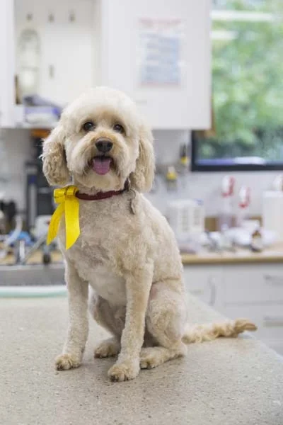 Turramurra Vet Dog with Ribbon