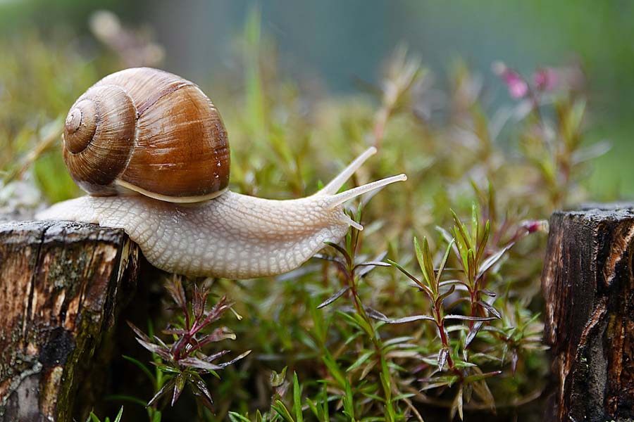 are snails bad for dogs to eat