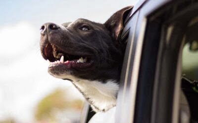 Happy Car Travels with your Puppy