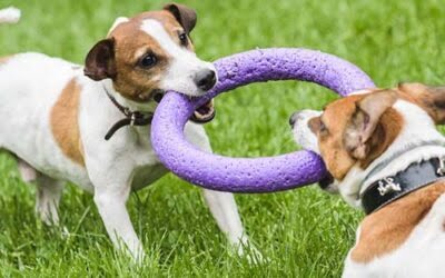 Benefits of Playing Tug-o-War with your Dog