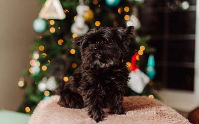 Cute black dog Christmas 400