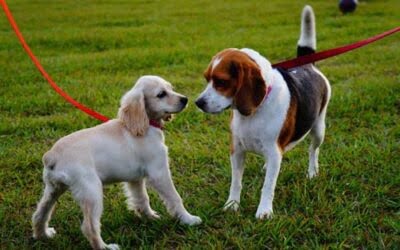 To Greet or Not to Greet? Managing Interactions with Other Dogs While Walking your Dog